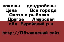коконы    дендробены › Цена ­ 25 - Все города Охота и рыбалка » Другое   . Амурская обл.,Бурейский р-н